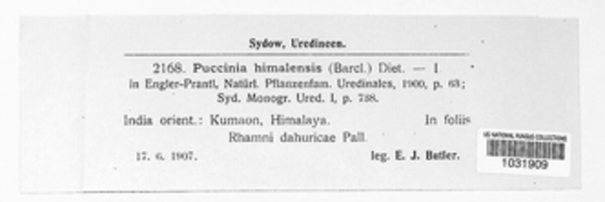 Puccinia himalensis image